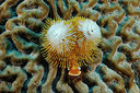 BUITEN BEELD Foto: 351050