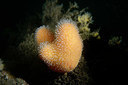 BUITEN BEELD Foto: 351204