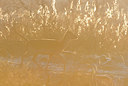 BUITEN BEELD Foto: 351591