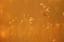BUITEN BEELD Foto: 351743