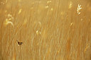 BUITEN BEELD Foto: 351765