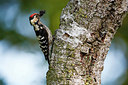 BUITEN BEELD Foto: 351811