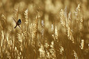 BUITEN BEELD Foto: 351830