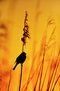 BUITEN BEELD Foto: 351838