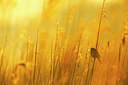 BUITEN BEELD Foto: 351849