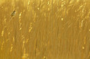 BUITEN BEELD Foto: 351855