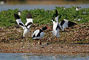 BUITEN BEELD Foto: 352085