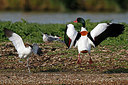 BUITEN BEELD Foto: 352087