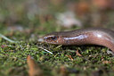 BUITEN BEELD Foto: 352152