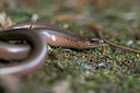 BUITEN BEELD Foto: 352156