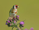 BUITEN BEELD Foto: 352230
