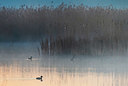 BUITEN BEELD Foto: 352268