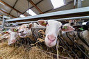 BUITEN BEELD Foto: 352306