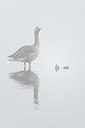 BUITEN BEELD Foto: 352472
