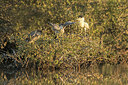BUITEN BEELD Foto: 352509