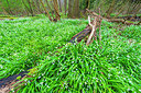 BUITEN BEELD Foto: 352520