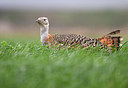 BUITEN BEELD Foto: 352537