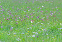BUITEN BEELD Foto: 352554