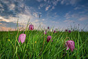 BUITEN BEELD Foto: 352574