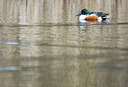 BUITEN BEELD Foto: 352584