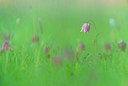 BUITEN BEELD Foto: 352627