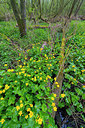 BUITEN BEELD Foto: 352634