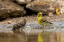 BUITEN BEELD Foto: 352761