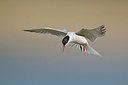 BUITEN BEELD Foto: 352783