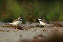 BUITEN BEELD Foto: 352794