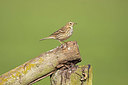 BUITEN BEELD Foto: 352821