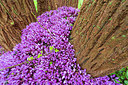 BUITEN BEELD Foto: 352955
