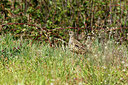 BUITEN BEELD Foto: 353050