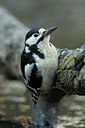 BUITEN BEELD Foto: 353125