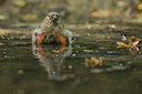 BUITEN BEELD Foto: 353166
