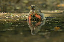 BUITEN BEELD Foto: 353167
