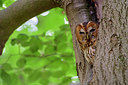BUITEN BEELD Foto: 353176