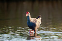 BUITEN BEELD Foto: 353187