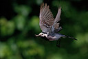 BUITEN BEELD Foto: 353191