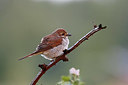 BUITEN BEELD Foto: 353194