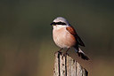 BUITEN BEELD Foto: 353197