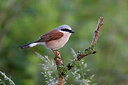 BUITEN BEELD Foto: 353200