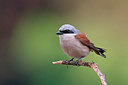 BUITEN BEELD Foto: 353206