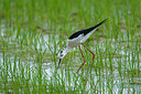 BUITEN BEELD Foto: 353290