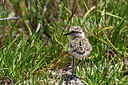 BUITEN BEELD Foto: 353292