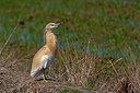 BUITEN BEELD Foto: 353293