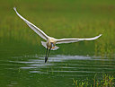 BUITEN BEELD Foto: 353326
