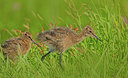 BUITEN BEELD Foto: 353335