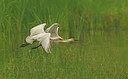 BUITEN BEELD Foto: 353345