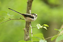 BUITEN BEELD Foto: 353368