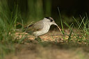 BUITEN BEELD Foto: 353378